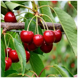 Sunburst Cherry Tree 4-5ft, Self-Fertile With Big Dark Cherries