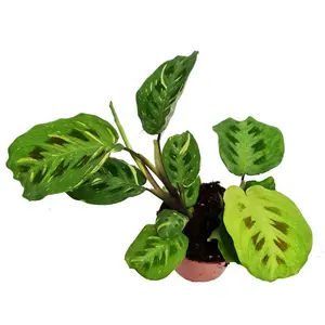 Variegated Prayer Plant - Rabbit's Foot - Fiesta - Rare Plant - 12 cm Pot - 30-40cm Tall - Maranta Kerchoveana 'Fiesta'