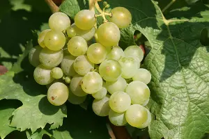 Grape Vitis Plant 'Müller-Thurgau' - High Yielding Vitis Grape - UK Climates