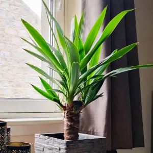 Yucca elephantipes, Single Stem, 1 x houseplant in 11cm pot and 45cm tall