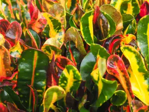 Codiaeum Mammi in 12cm Pot - Joseph's Coat - Multicoloured Indoor Plant