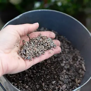 RHS Horticultural Potting Grit - 20KG Bag x 1 - Improves Drainage