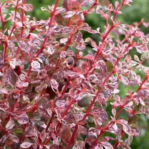 Berberis Harlequin - Outdoor Flowering Shrub, Ideal for UK Gardens, Compact Size (15-25cm Height Including Pot)