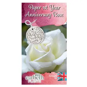 Paper Wedding Rose Bush Gift Wrapped - 1st Wedding Anniversary Plant