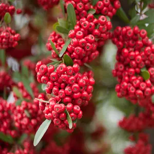 Pyracantha Red Column Garden Plant - Compact Size, Vibrant Red Berries (20-40cm, 10 Plants)