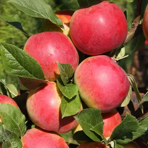 Lincolnshire Fruits Katy Bareroot Apple 7 Litre Tree