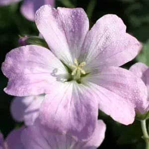 Geranium Dreamland - Pale Pink Flowers, Perennial Plant, Compact Size (20-30cm Height Including Pot)