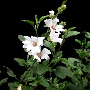 Lavatera Barnsley 3 Litre Potted Plant x 1