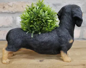 Dachshund shaped resin indoor or garden patio plant or herb planter ornament, novelty Sausage Dog lover gift