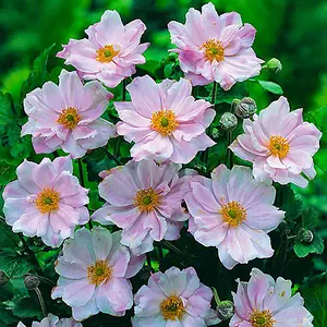 Japanese Anemone 'Queen Charlotte' in a 9cm Pot