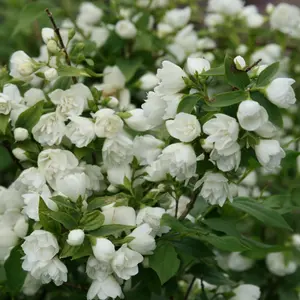 Manteau D'Hermine Mock Orange Outdoor Shrub Plant Philadelphus 2L Pot