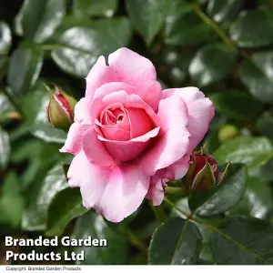 Rose (Rosa) (Hybrid Tea) Home Florist Timeless Pink 1 Bare root