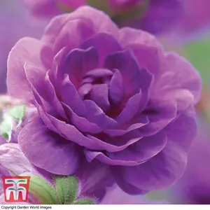 Geranium Double Plenum Violaceum 1 Bare Root