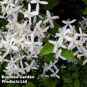 Clematis Armandii 2 Litre Potted Plant x 1