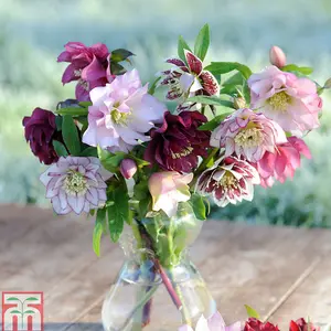 Hellebores Double Mixed 1 Litre Potted Plant x 2