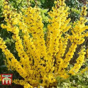 Forsythia x intermedia Mikador 8cm Pot x 1