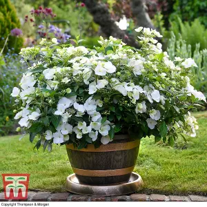 Hydrangea Runaway Bride 3.6 Litre Potted Plant x 1