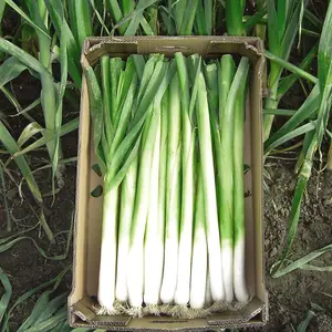 Leek Bulgaarse Reuzen - Lincoln 1 Seed Packet