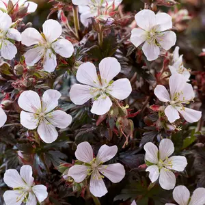 Geranium Black and White - Stunning Dark Foliage, White Flowers, Hardy, Moderate Height (30-40cm Height Including Pot)