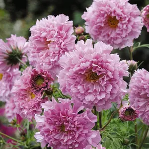 Cosmos Double Click Rose Bonbon 1 Packet (25 Seeds)