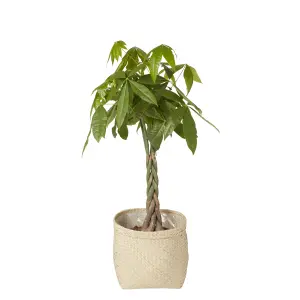 GoodHome Natural Herringbone Seagrass Plant pot (Dia) 35cm, (H)29cm