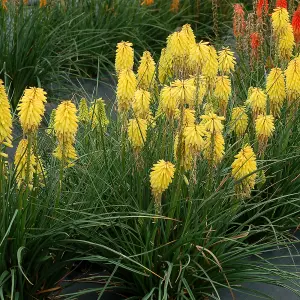 Kniphofia Banana Popsicle Plant in 9cm Pot - Rare Red Hot Poker Variety