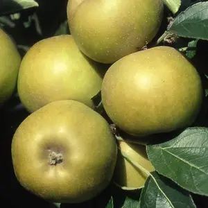 Apple Ashmead'S Kernel Edible Dessert Apple Outdoor Fruit Tree Bare Root 1.2M