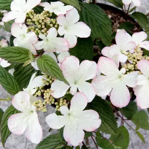 Viburnum Kilimanjaro Sunrise 9cm Pot x 1