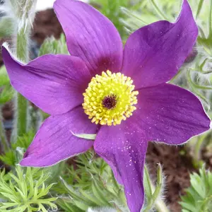 Anemone Pulsatilla 1 Litre Potted Plant x 1