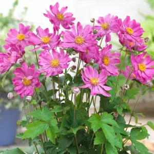 Anemone Prinz Heinrich - Vibrant Pink Blooms, Compact Size (15-30cm Height Including Pot)