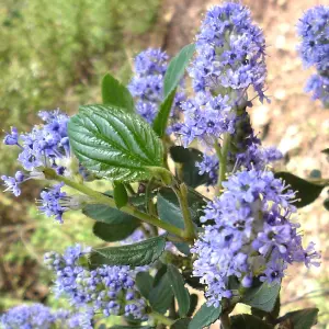 Ceanothus Victoria - Outdoor Flowering Shrub, Ideal for UK Gardens, Compact Size (15-30cm Height Including Pot)