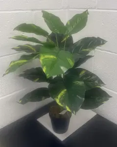 60cm Artificial Devil's Ivy (Scindapsus Aureus) Plant