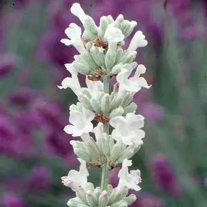 Arctic Snow Lavender Outdoor Shrub Plant Lavandula Angustifolia 2L Pot