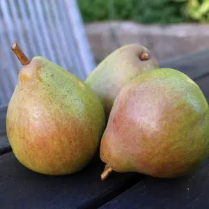 Pear Fruit Tree Doyenne du Comice in 4L Pot - Approx. 90cm Tall - Hardy Pyrus Garden Tree - Easy to Grow Flavoursome Produce