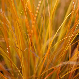 Carex testacea - Ornamental Grass, Orange-Brown Foliage, Compact Size (15-30cm Height Including Pot)