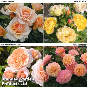 Rose of the Year Collection-  4 Bare Root Plants