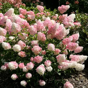 Vanille Fraise Shrub Plant Hydrangea Paniculata 12L Pot 1m -1.2m