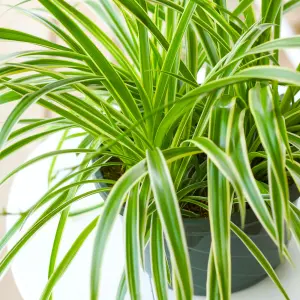 Chlorophytum variegatum: Variegated Spider Plant, Air-Purifying Indoor Accent (20-30cm, 12cm Pot)