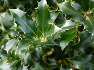 Ilex aquifolium 'Alaska' in 9cm Pot - English Holly Plant - Dark Green Foliage