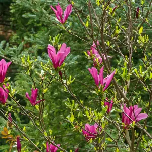 YouGarden Magnolia 'Susan' Standard Tree in 3L Pot, Approximately 80-90cm Tall, Gift Wrapped in Brown Hessian Bag with Green Fabri