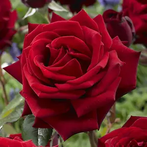 Rose Hybrid Tea 'Vibrant Red' Bare Root