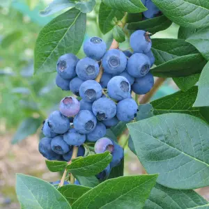 Blueberry Duke - Vaccinium corymbosum, Fruit-Bearing Shrub (30-50cm Height Including Pot)