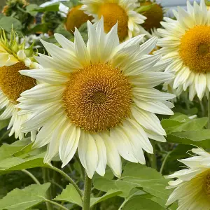 Sunflower Pro Cut White Lite F1 1 Seed Packet