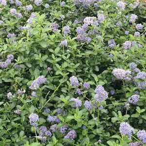 Repens Creeping Blueblossom Shrub Plant Ceanothus Thyrsiflorus 2L Pot