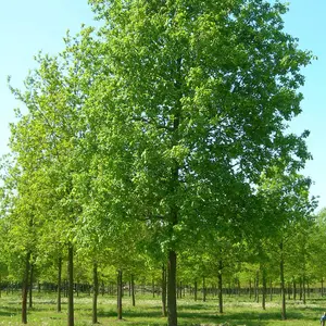 Quercus Robur Tree - English Oak Tree, Resilient, Hardy (5-6ft)