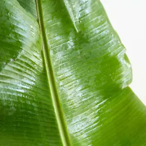 Musa basjoo (Japanese Fibre Banana) in 9cm Pot - Indoor Plant