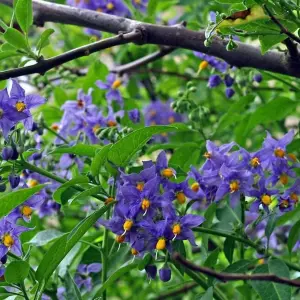 Solanum Glasnevin (Chilean Potato Tree) in 9cm Pot -  Semi Evergreen Plant