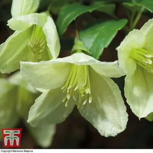 Clematis cirrhosa Jingle Bells 3 Litre Potted Plant x 1