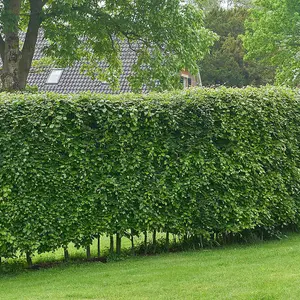 Hornbeam (Hedging) - 2 Litre Potted Plant x 1