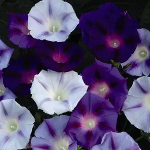 Morning Glory Hazelwood Blues 1 Packet (35 Seeds)